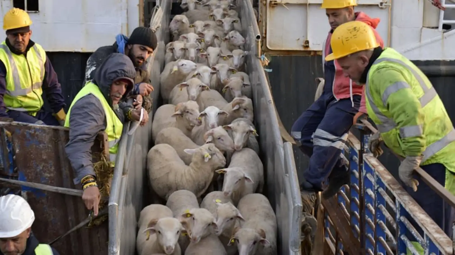Aïd El-Adha: le nombre de moutons importés a atteint un million de têtes